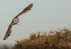 burrowing owl - (athene cunicularia cunicuaria) kaninchen-eule, pequén