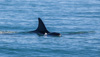 female orca with calve - (orcinus orca) weiblicher großer schwertwal mit jungem