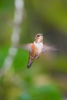 rufous hummingbird - (selasphorus rufus) rotrücken-zimtelfe