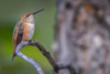 rufous hummingbird sleeping - (selasphorus rufus) rotrücken-zimtelfe
