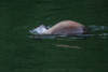 grizzly diving for salmon - (ursos arctos)