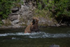 grizzly hunting salmon - (ursos arctos)