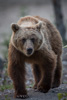 grizzly - (ursos arctos)