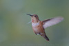 rufous hummingbird - (selasphorus rufus) rotrücken-zimtelfe