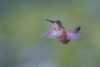 rufous hummingbird - (selasphorus rufus) rotrücken-zimtelfe