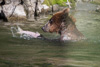 grizzly hunting salmon - (ursos arctos)