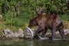 grizzly hunting salmon - (ursos arctos)