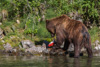 grizzly hunting salmon - (ursos arctos)