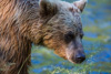 grizzly - (ursos arctos)