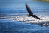 bald eagle - (haliaeetus leucocephalus) weißkopfseeadler