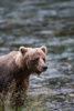 grizzly - (ursos arctos)