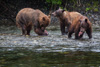 grizzly mum with two-year-old cubs - (ursos arctos)