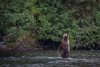 grizzly hunting salmon - (ursos arctos)