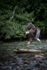 bald eagle - (haliaeetus leucocephalus) weißkopfseeadler