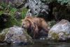 grizzly - (ursos arctos)