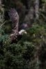 bald eagle - (haliaeetus leucocephalus) weißkopfseeadler