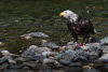 bald eagle - (haliaeetus leucocephalus) weißkopfseeadler