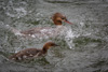 common mergansers - (mergus merganser americanus) gänsesäger