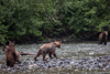 grizzly mum  - defending her cubs against male grizzly