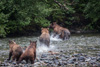 grizzly mum  - defending her cubs against male grizzly