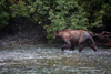 grizzly - (ursos arctos)