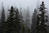 clouds and forest - at nakina river, bc, canada