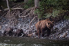 grizzly mum with this year's cubs - (ursos arctos)