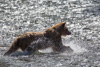 grizzly hunting salmon - (ursos arctos)