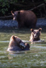 grizzly mum with two-year-old cubs - (ursos arctos)