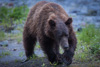 grizzly - (ursos arctos)