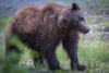 grizzly - (ursos arctos)