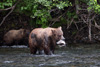 grizzly hunting salmon - (ursos arctos)