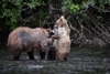 grizzly mum with last year's cubs - (ursos arctos)