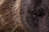 grizzly - (ursos arctos)