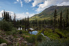 beaver dam - ogilvies, yukon territories