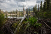 beaver dam - ogilvies, yukon territories, yukon territories