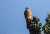 merlin - (falco columbarius)