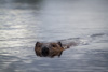 beaver - (castor canadensis) bieber