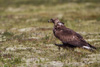 golden eagle - (aquila chrysaetos) steinadler