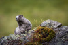 hoary marmot - (marmota caligata) eisgraues murmeltier