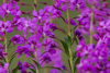 fireweed - (chamerion angustifolium) schmalblättriges weidenröschen