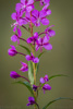 fireweed - (chamerion angustifolium) schmalblättriges weidenröschen