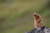 arctic ground squirrel - (spermophilus parryii) arktisches ziesel