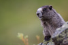 hoary marmot - (marmota caligata) eisgraues murmeltier