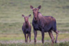 moose - (alces alces) elch