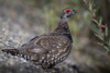 spruce grouse - (falcipennis canadensis) tannenhuhn