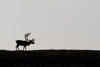 caribou - (rangifer tarandus) rentier