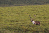 caribou - (rangifer tarandus) rentier