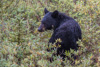 black bear - (ursos americanos) schwarzbär