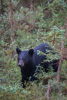 black bear - (ursos americanos) schwarzbär